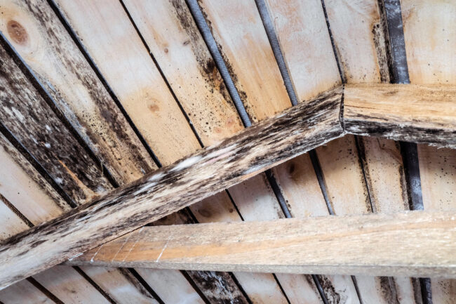 If you see black mold on wood in your home, you should remove it as soon as possible. Learn about the dangers of black mold and how to remove it here.
