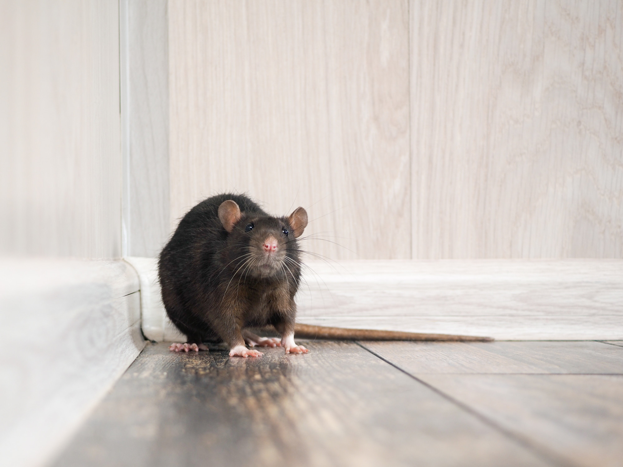 Nobody wants rats or mice around their house. Here are some of the warning signs that you have a rodent problem in your home.