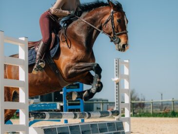 An Overview of Horse Jump Wall Caddie