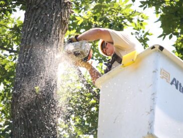 Why Hiring an Expert Arborist is a Smart Investment for Your Property