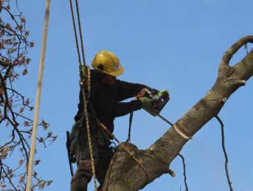 What You Need to Know About Professional Tree Removal