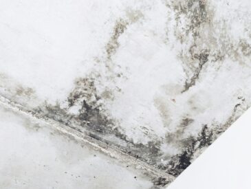 Warning Signs Your Home Needs Professional Mold Services